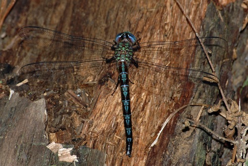 Female ovipositing
2008_07_27_Floyd